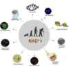 NAD+ 500MG