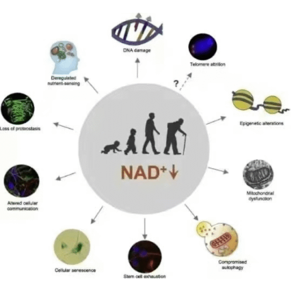 NAD+ 500MG